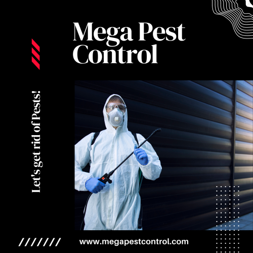 Get effective rat control services in Surrey, Abbotsford, Langley, & White Rock? Mega Pest Control has experienced experts that use latest techniques to remove pests forever. Contact now!

https://megapestcontrol.com/pest-category/rat-control/