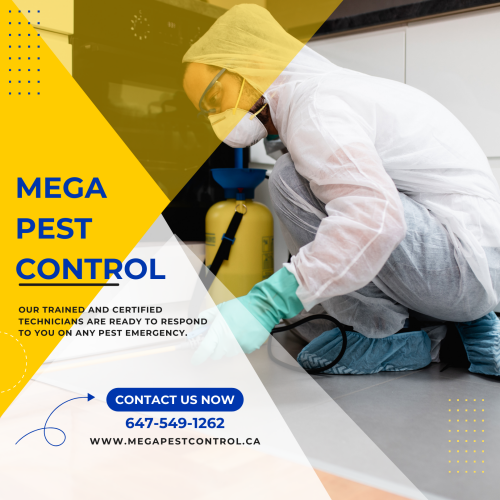 Mega Pest Control provides the leading pest control service in Abbotsford, Langley, Surrey, Canada. Contact us for residential, commercial, and industrial services now!

https://megapestcontrol.com/