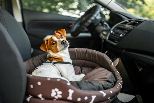 Looking for a travel bed for your pet that is both comfortable and durable? Look no further than Luther Bennett. Made with heavy-duty nano-nylon material, it can withstand scratches, pet hair, and even accidents. Plus, the elevated design gives your pet better stability and comfort while on the go.
https://www.lutherbennett.com/