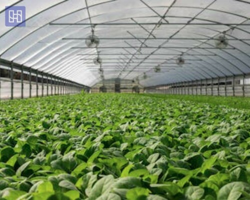Specialized environments call for customized solutions. To maintain the temperature you can install Air Conditioner for Growing Weeds in your greenhouse. You can contact us to get it installed. At Harvest Integrated, we provide energy, process, and capital-efficient HVAC and power systems. To know more, visit here: https://harvestintegrated.com/products/air/.