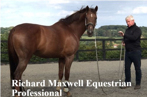 Richard Maxwell is an equestrian professional, an expert in equine behaviour whose training can help you with loading issues, napping, bucking etc. Online training videos are available as well as bodwork and hypnotherapy.

https://www.richard-maxwell.com/