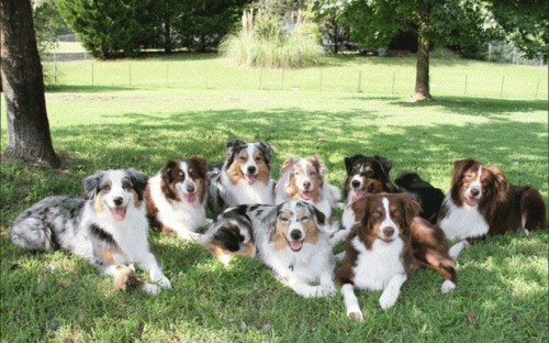 Miniature Australian shepherd for sale are super popular pooches around the world. They make great pets for families and can be taught to do different things. They're great for service jobs like search and rescue or therapy. Different breeds of Mini Aussie Shepherds are out there, but the usual one is the Miniature Australian Shepherd. These pups usually weigh between 12 and 20 pounds and stand around 16 inches tall. It has got a wavy coat that's mostly black, with some lighter brown or tan spots. Miniature Australian Shepherds are really energetic pooches that love being outdoors. Such super loyal to their owners and will usually act as guard dogs. Training 'em can be a challenge at first, but once they get the gist of what you're asking, they're really well-behaved.

For More Info:- https://aussie-ville.com/