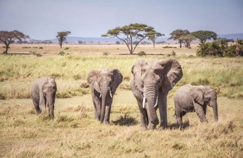 If you are seeking an unconventional and breathtaking safari, then Tanzania might be just what you've been searching for. This African nation boasts some of the most spectacular landscapes on earth – with its animal life being absolutely captivating! With elephant treks as well as biking excursions through stunning national parks, it is possible to experience Tanzania's beauty firsthand in a multitude of ways. So don't delay; explore our selection of local Tanzania safaris tours - whether it be for adventure or simply a moment away from everyday routines!

Source Link: https://getinkspired.com/en/blog/312852/tanzania-safaris/