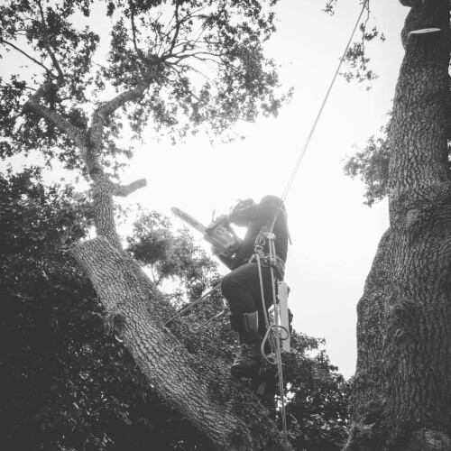 Specialized Tree Care
Miami, FL
(786) 718-2443