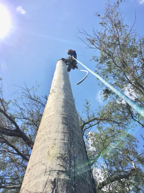 Specialized Tree Care
Miami, FL
(786) 718-2443