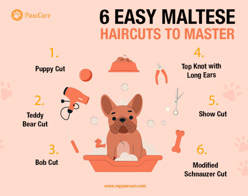 6 Easy Maltese Haircuts to Master