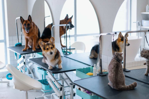 Tech Driven Grooming How AI and Smart Tools Dominated Pet Salons in 2023