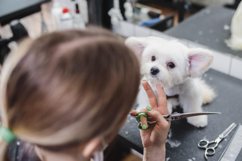 Cleaning Your Dog Salon Top Tips You Must Know