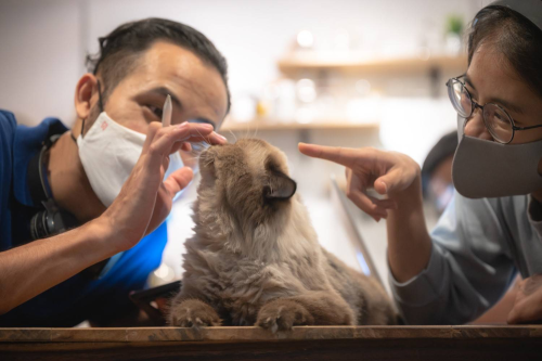 Purr fectly Pristine Understanding Why Cats are Masters of Self Grooming