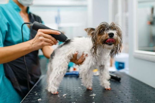 Fur, Tools, and Clutter Why Decluttering Matters in Pet Grooming