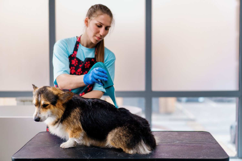 Efficient Mobile Pet Grooming Factors Influencing Grooming Duration