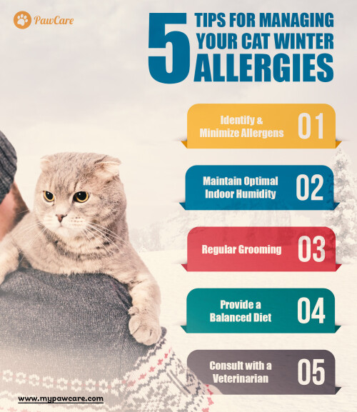 5 Tips for Managing Your cat Winter Allergies