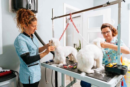 Explore Posh Pet Club in Chicago