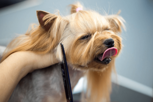 Pet Parenting Should You Stay or Go During The Dog Grooming Session