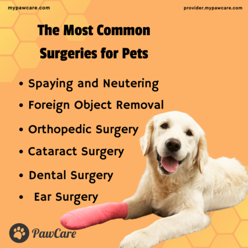 The Most Common Surgeries for Pets
