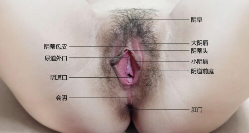 真人女性生殖器女性生殖器；大阴唇；阴蒂；阴道；女阴；外阴；生殖器结构；亚洲女孩裸体