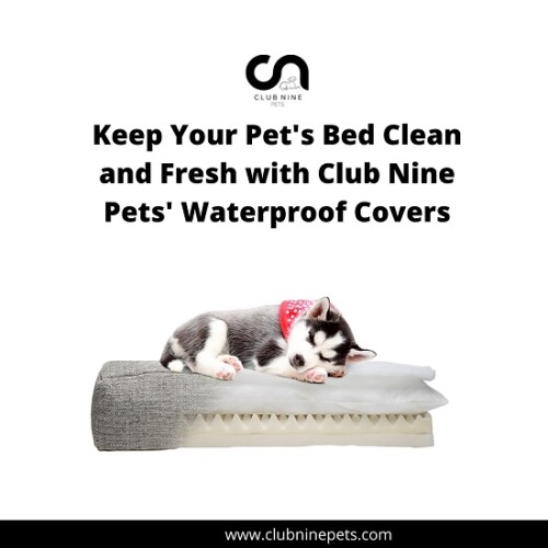 Explore our Club Nine Pets blog for stylish dog beds and chic loungers, perfect for fashion-forward pets. Stay updated on the latest trends and tips for pampering your furry friend

https://www.clubninepets.com/blog