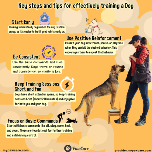 key steps and tips for effectively training a dog