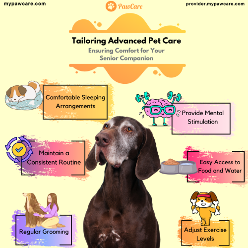 Tailoring Advanced Pet Care Ensuring Comfort for Your Senior Companion