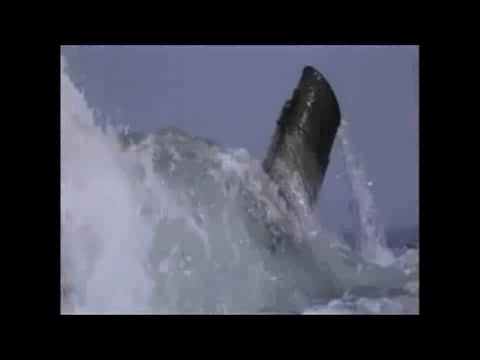8a536e9f9e6e27062d07cf8abaef7f90.gif