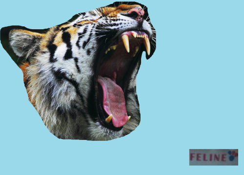 d91db250130f7cd9780e6489d0557801.png