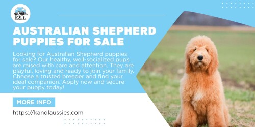 Looking for Australian Shepherd puppies for sale? Our healthy, well-socialized pups are raised with care and attention. They are playful, loving and ready to join your family. Choose a trusted breeder and find your ideal companion. Apply now and secure your puppy today! Visit at :https://kandlaussies.com/